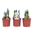 Narcissus 'White Lion'