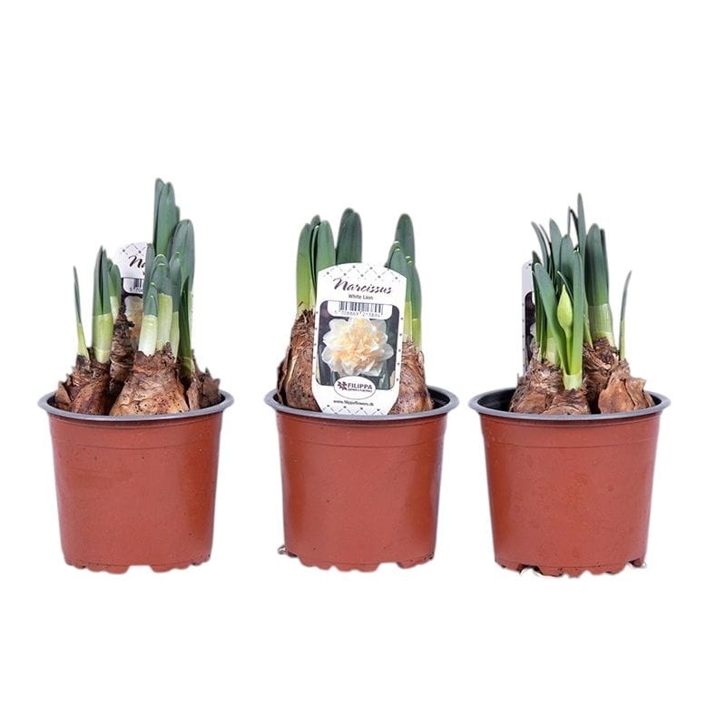 Narcissus 'White Lion'