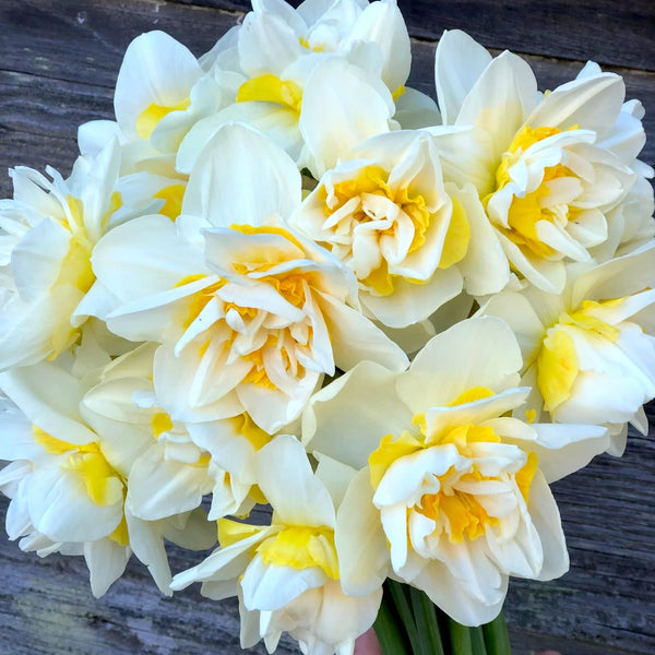 Narcise spectaculoase cu floare dubla - Narcissus 'White Lion'