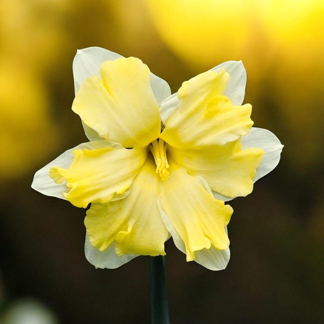 Narcissus incomparabilis 'Cassata' - flori mari si parfumate
