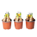 Narcissus incomparabilis 'Dick Wilden'