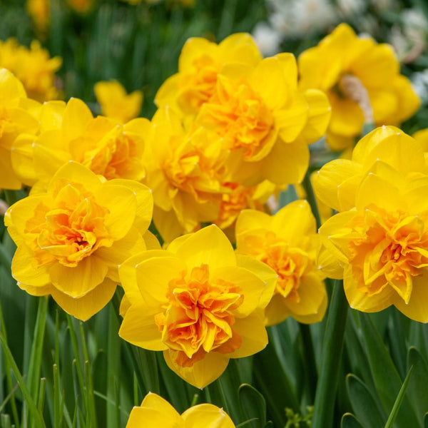 Narcissus incomparabilis 'Double Sunrise'