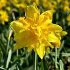 Narcise cu floare galbena dubla - Narcissus 'Take me Home'