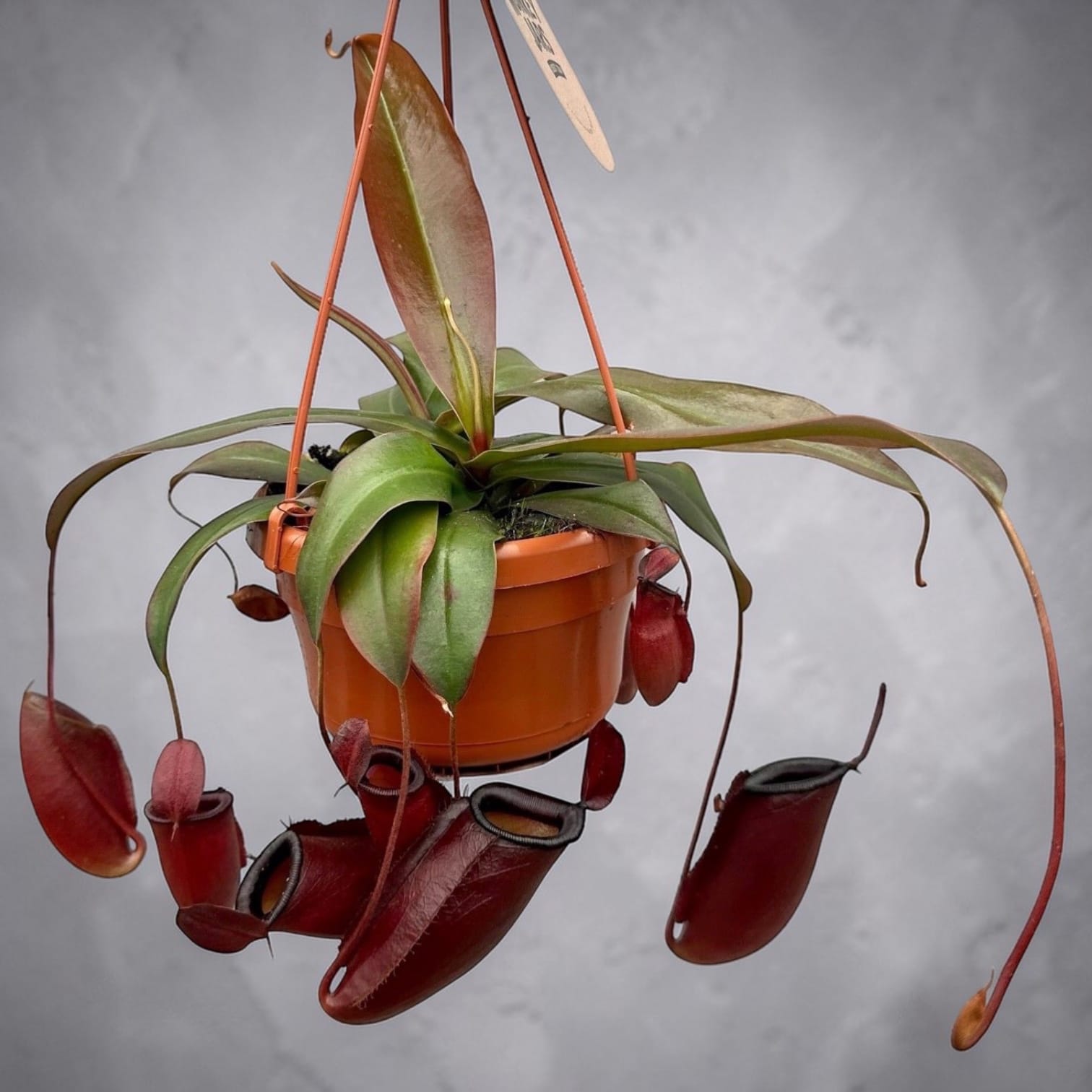 Nepenthes 'Dark Secret' (Monkey Jars)