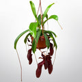 Nepenthes 'Bill' (Monkey Jars)