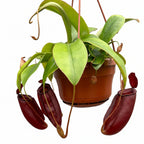 Nepenthes 'Diana'