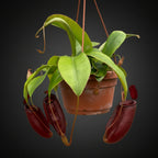 Nepenthes 'Diana' (Monkey Jars)