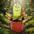 Nepenthes 'Gaya'