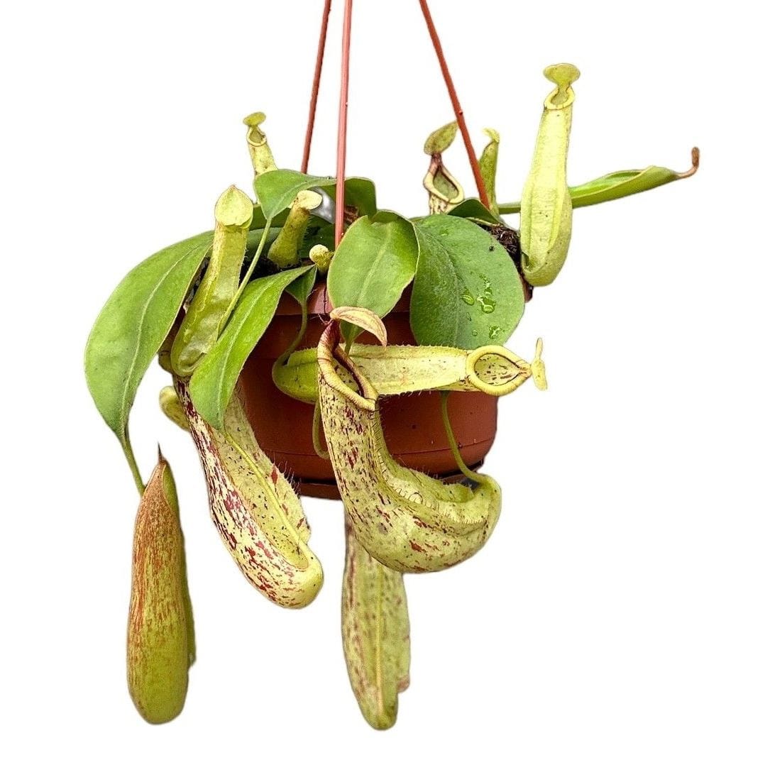 Nepenthes 'Mojito' (Monkey Jars)