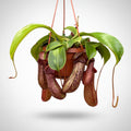 Nepenthes ‘Rob’ (Monkey Jars)