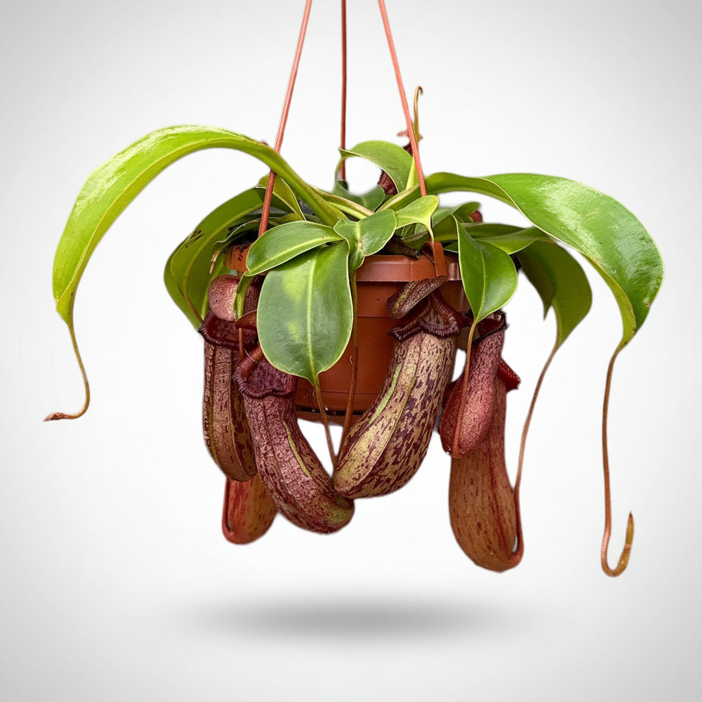 Nepenthes ‘Rob’ (Monkey Jars)