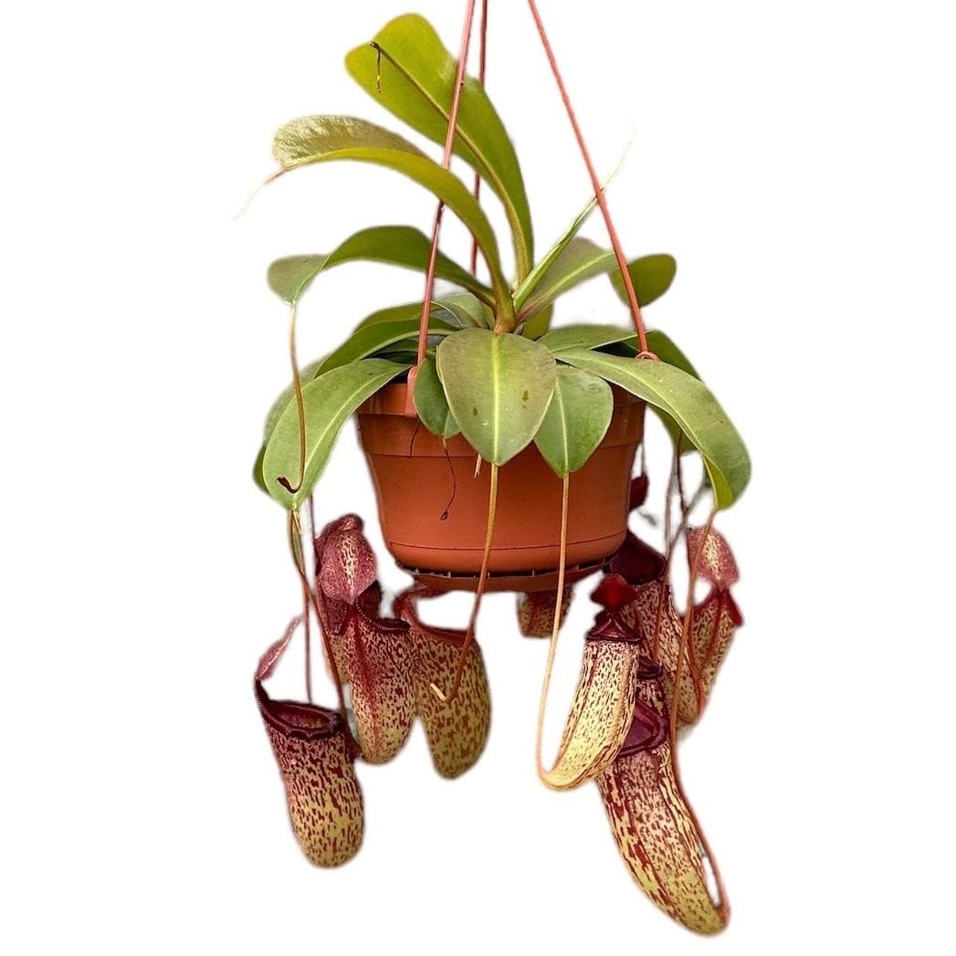 Nepenthes 'Sam' (Monkey Jars) - O planta carnivora spectaculoasa!