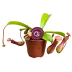 Nepenthes alata D9 - O planta carnivora spectaculoasa!