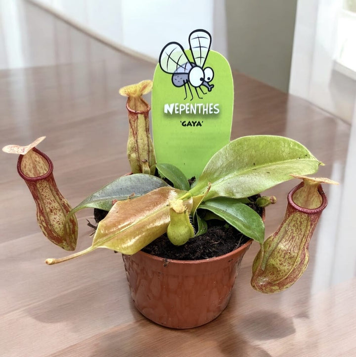 Nepenthes 'Gaya'