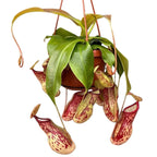 Nepenthes ‘Gaya’ (Monkey Jars)