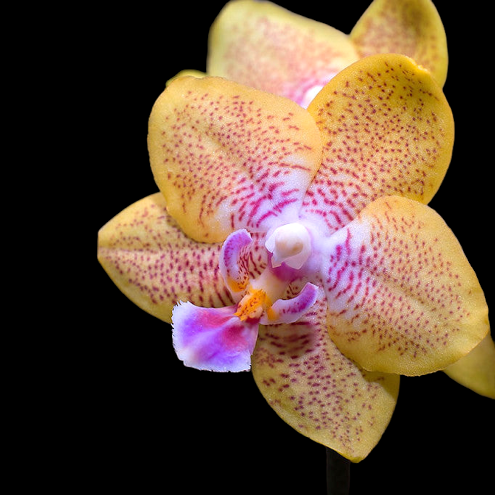 Phalaenopsis Nobby's Pumpkin