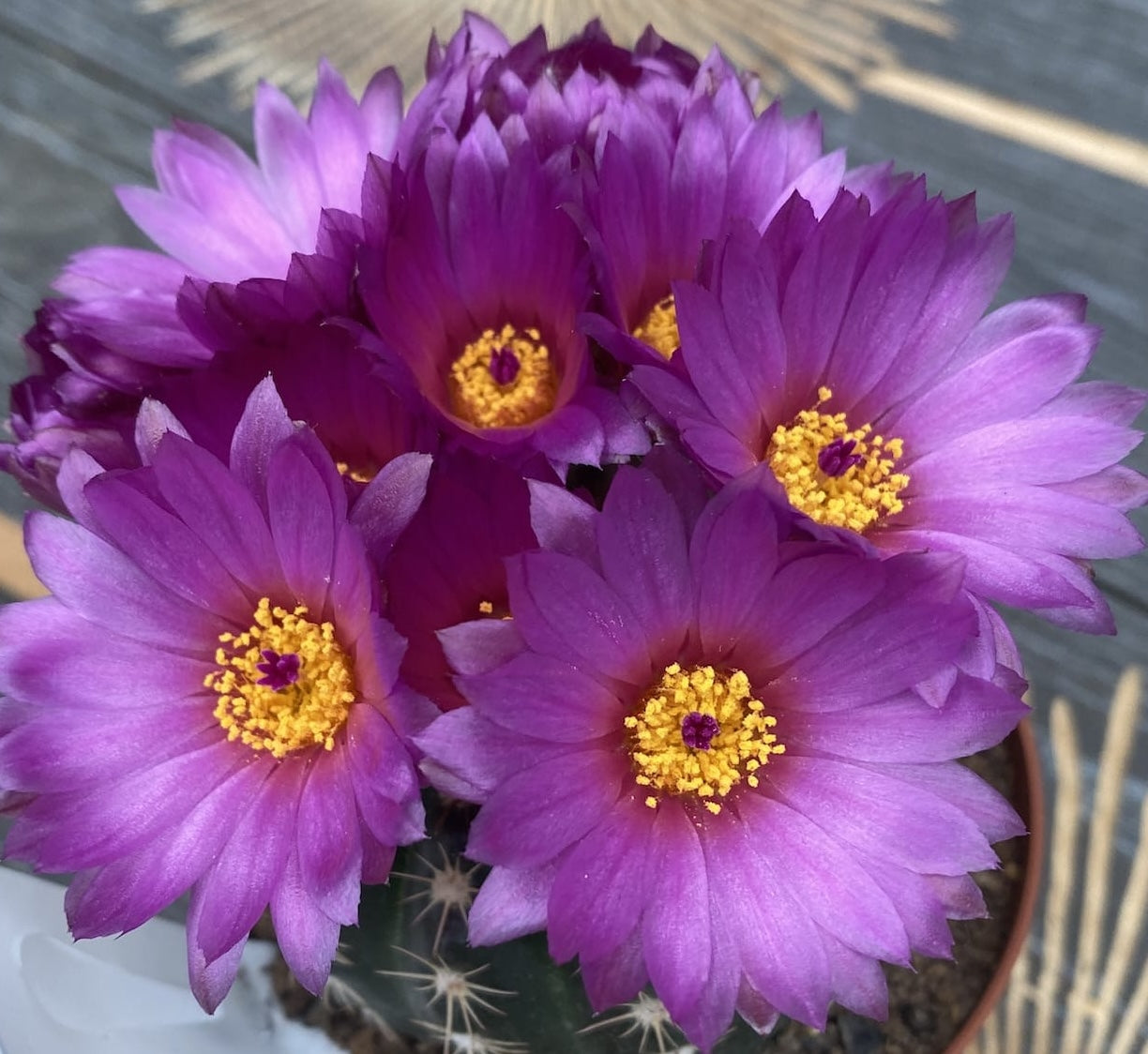Notocactus uebelmannianus f. inermis