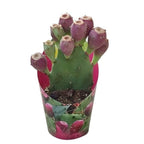 Cactus de gradina cu fructe si frunze comestibile - Opuntia humifusa (Devil's Tongue)