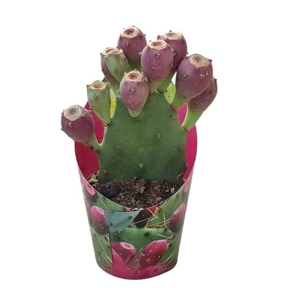 Cactus de gradina cu fructe si frunze comestibile - Opuntia humifusa (Devil's Tongue)