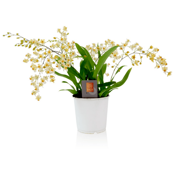 Oncidium Twinkle Pearl 