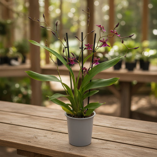 Oncidium Katrin Zoch 'Mieke' – easy flowering, with a strong, sweet vanilla fragrance