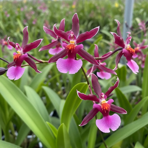 Oncidium Katrin Zoch 'Mieke' – easy flowering, with a strong, sweet vanilla fragrance