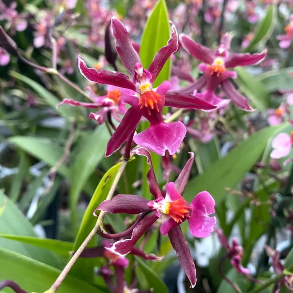 Oncidium Katrin Zoch 'Mieke' D9 (parfum dulce vanilie)