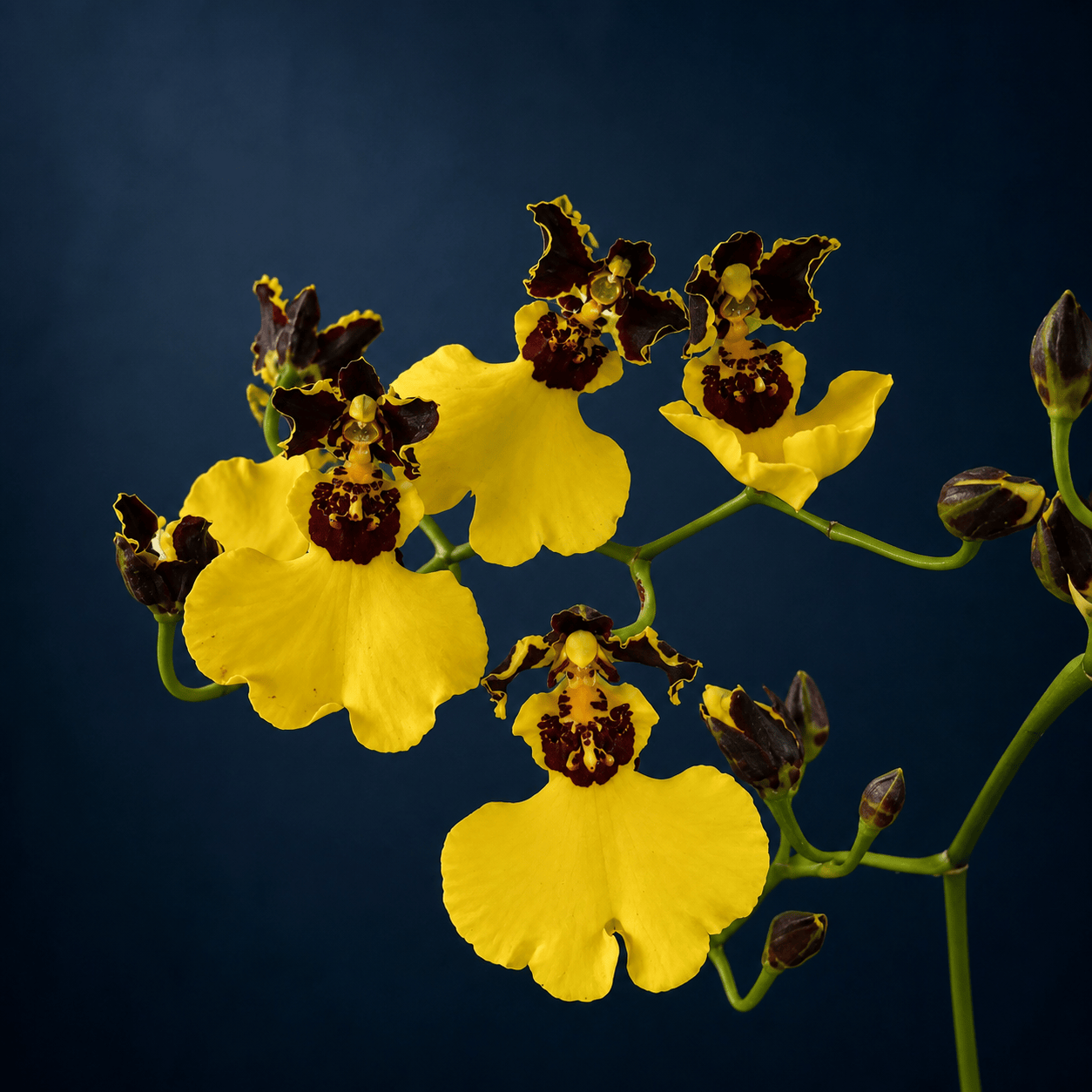 Oncidium varicosum var. insigne (Balduin Black)