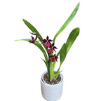 Oncostele Midnight Miracles (syn. Colmanara Masai Red)