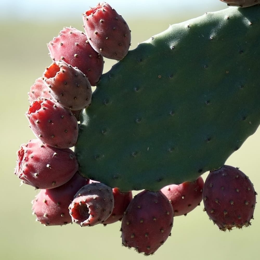Opuntia tomentosa