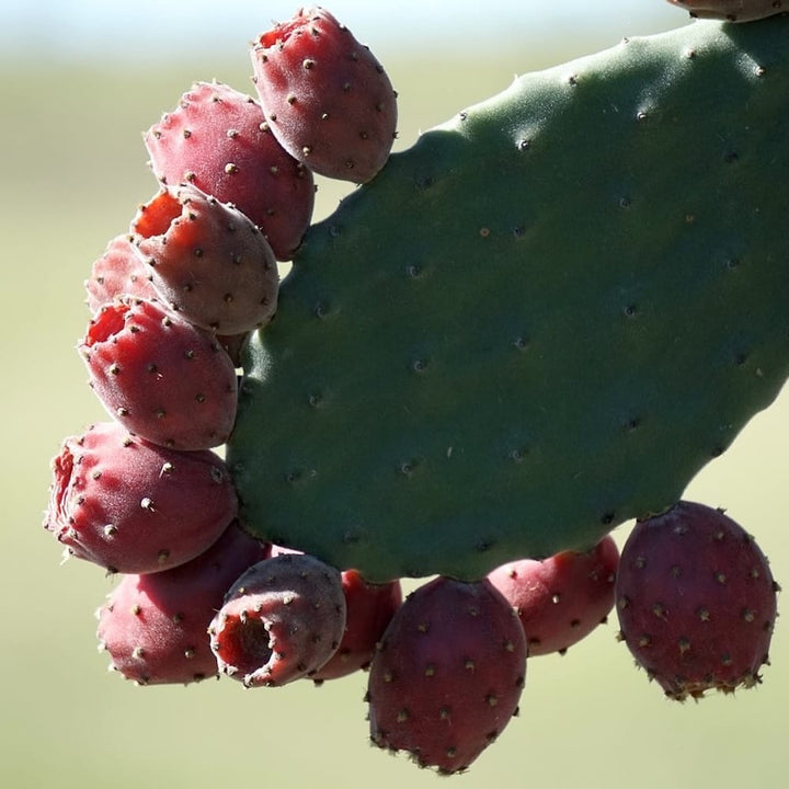 Opuntia tomentosa