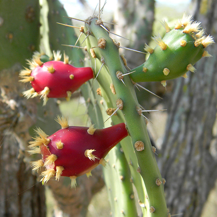 Opuntia jamaicensis (Jamaica cactus)