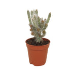 Opuntia spinosior - cactus resistente al frío con flores espectaculares
