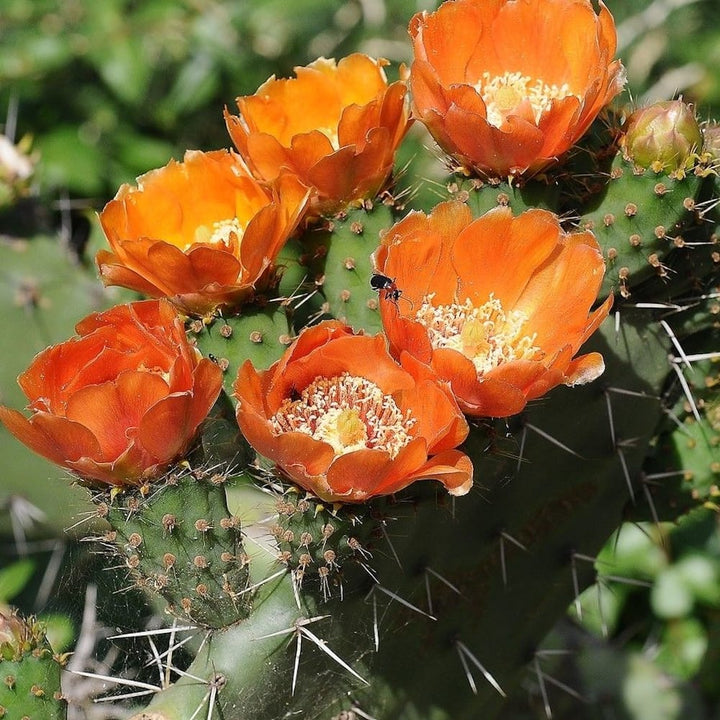 Opuntia tomentosa