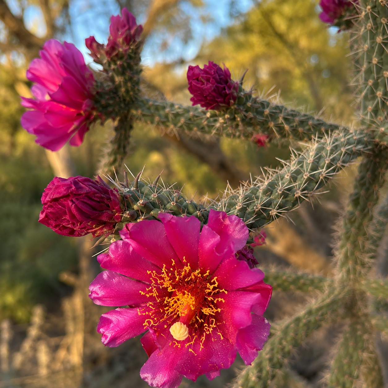 Opuntia spinosior - cactus rezistent la ger cu flori spectaculoase