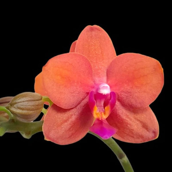 Phalaenopsis Orange Baby