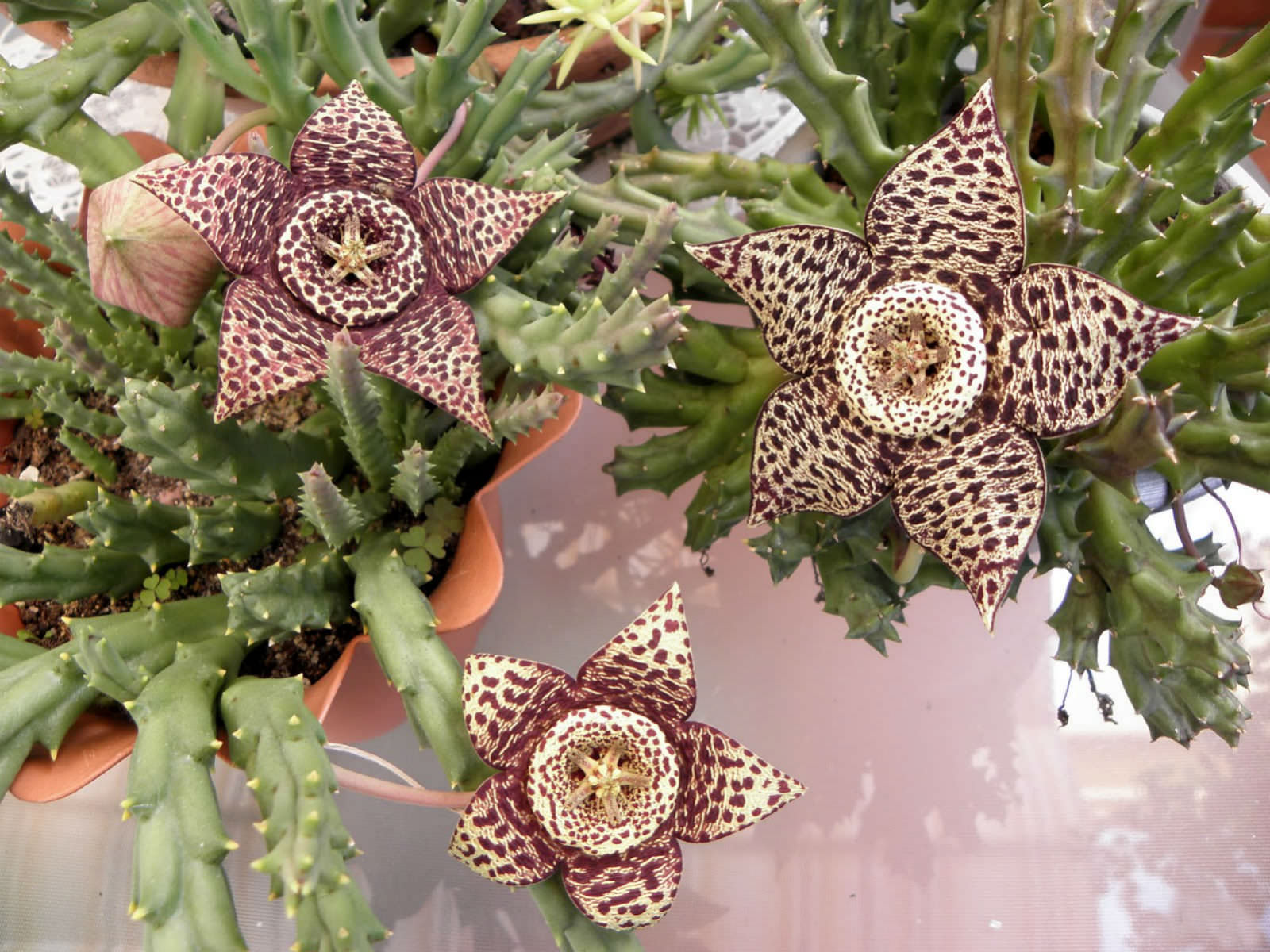 Orbea variegata (Starfish Plant)- Steaua serifului