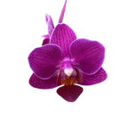 Phalaenopsis Sogo Yenlin 'Coffee' (variegata)