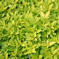  Oregano auriu - Origanum vulgare 'Aureus' (Golden Oregano)