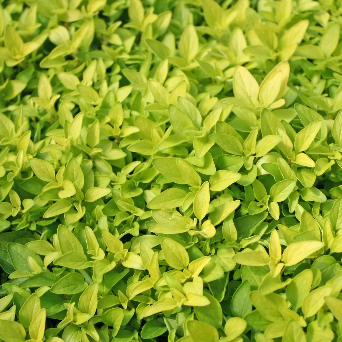  Oregano auriu - Origanum vulgare 'Aureus' (Golden Oregano)