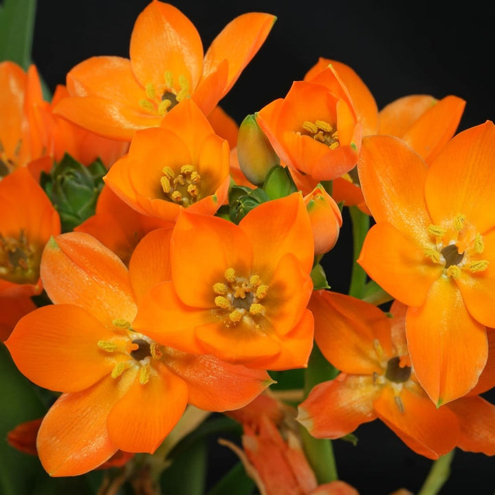 Ornithogalum dubium