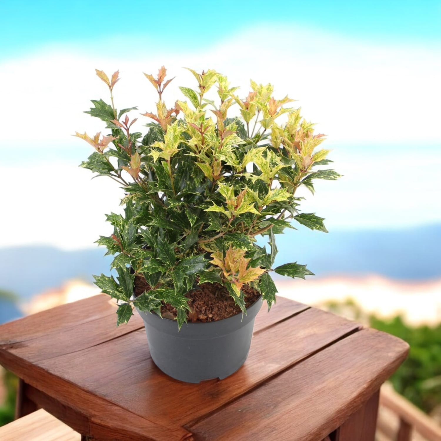 Osmanthus heterophyllus 'Tricolor' (Goshiki)