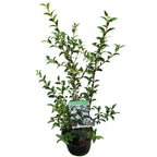 Osmanthus x burkwoodii - parfumat, de gradina