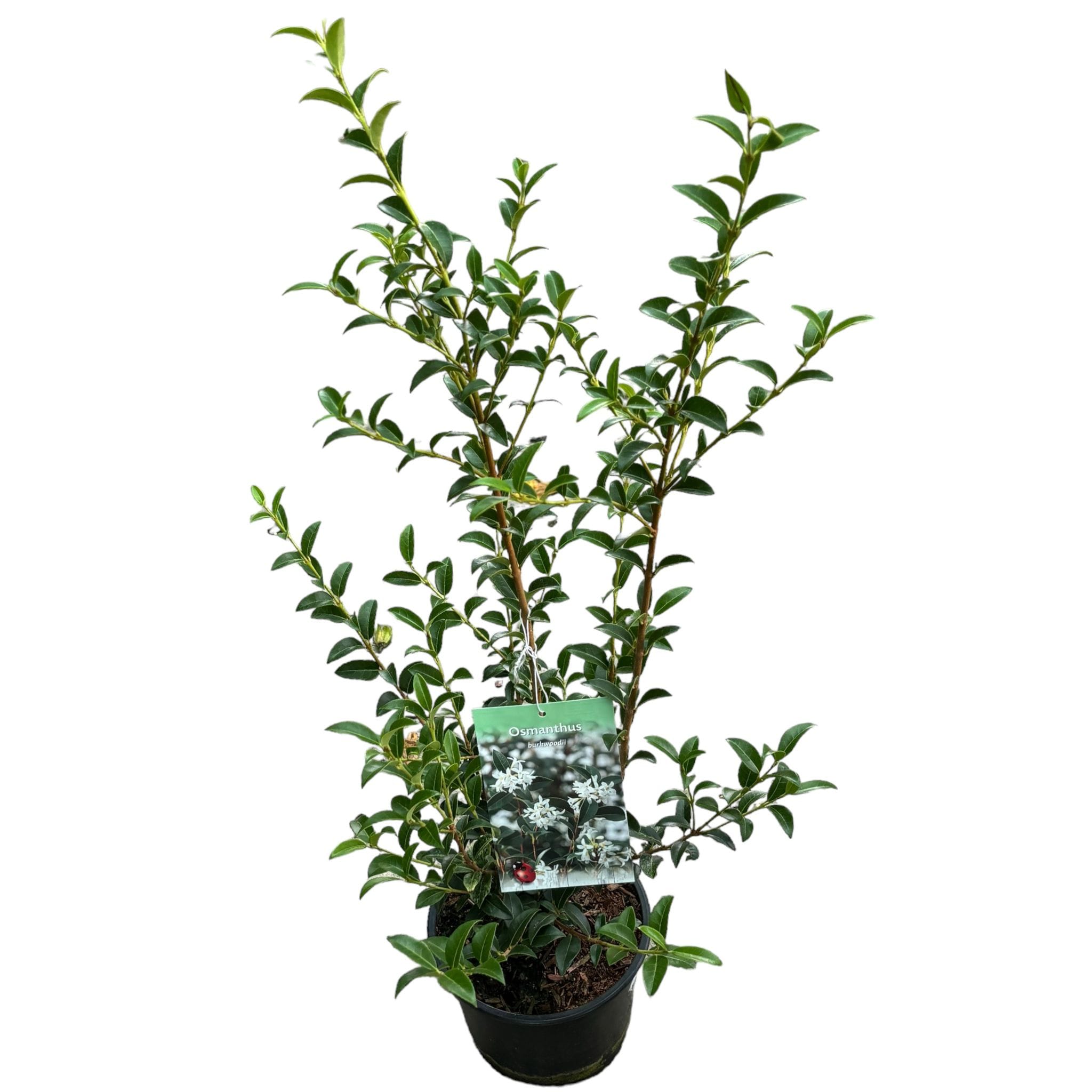Osmanthus x burkwoodii - parfumat, de gradina