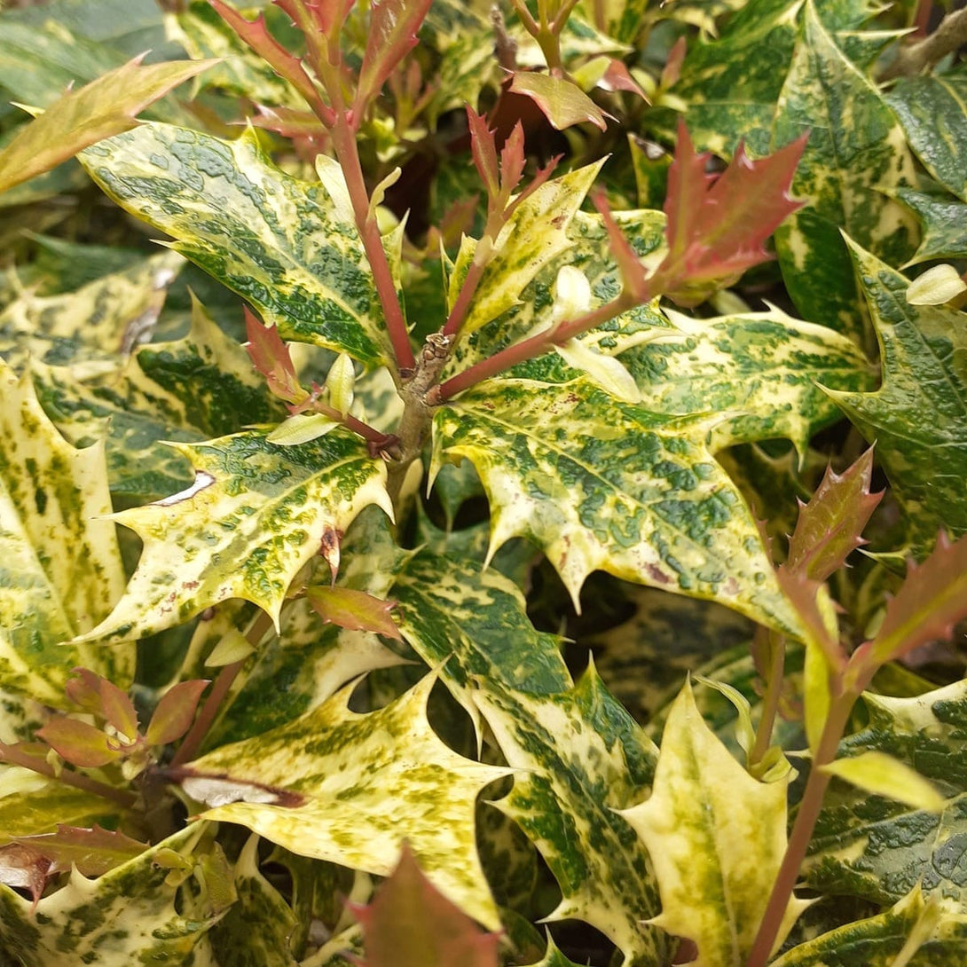 Osmanthus heterophyllus 'Tricolor' (Goshiki)