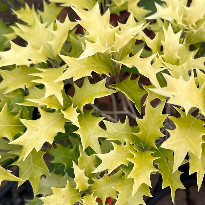 Osmanthus heterophyllus 'Ogon'