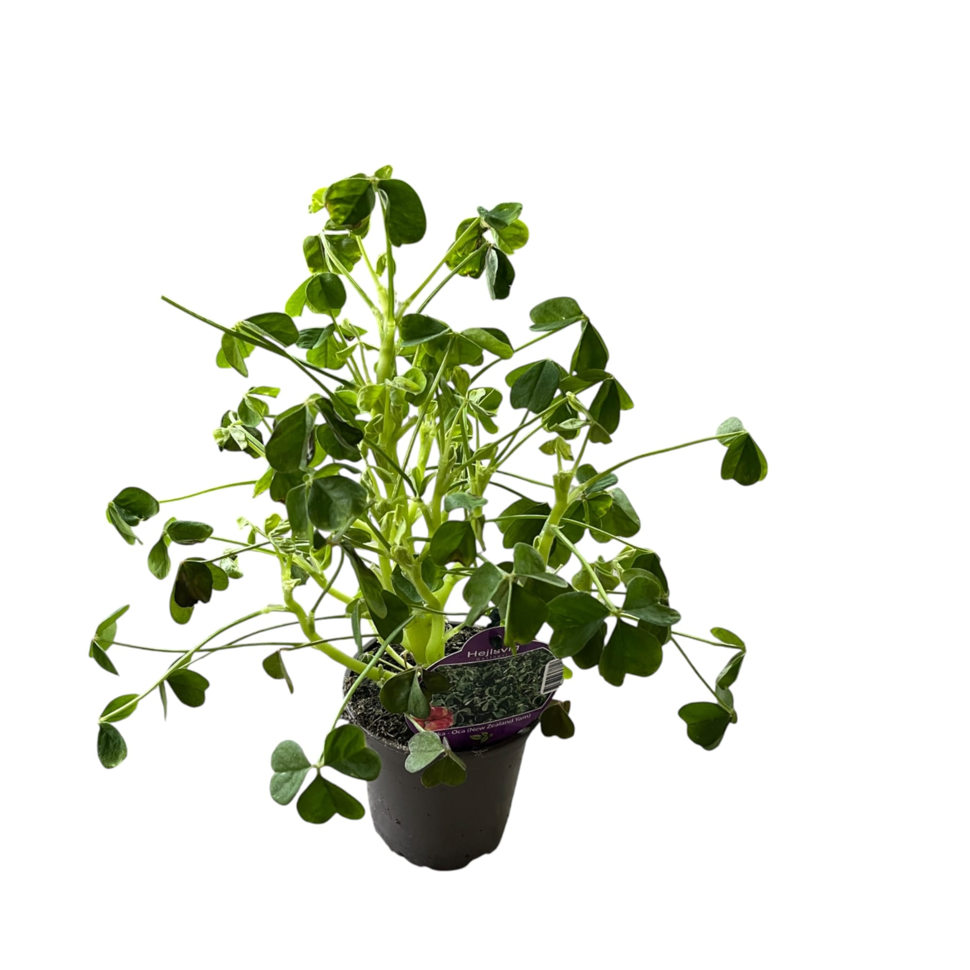 Oxalis tuberosa (Oca, Igname)