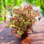 Oxalis vulcanicola 'Sunset Velvet' ('Gold') - Oxalis cu frunzis auriu, bronz si roz