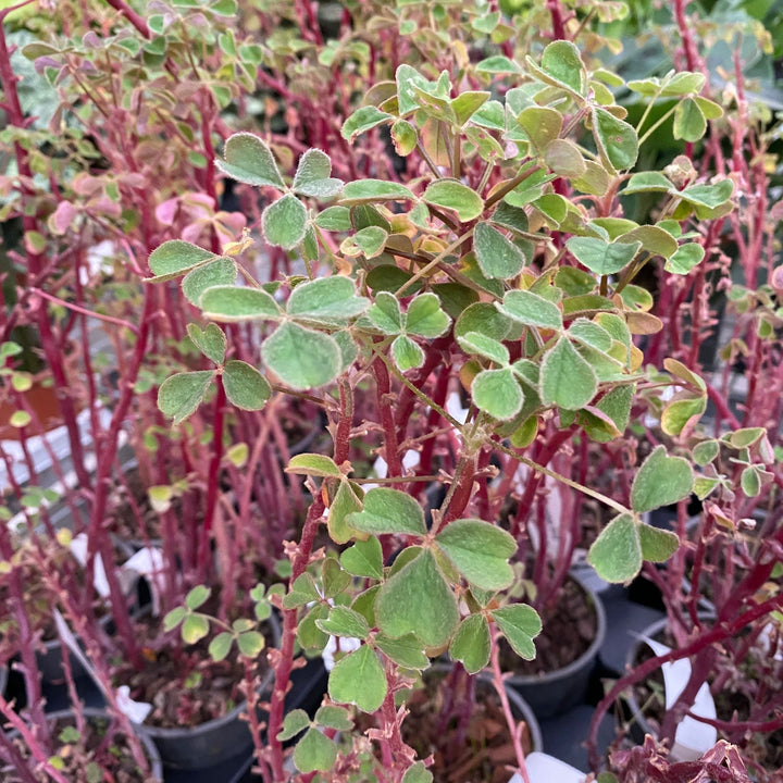 Oxalis tuberosa (Oca, Igname)