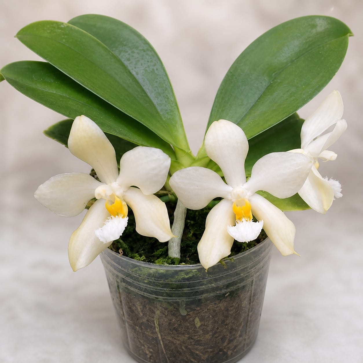 Phalaenopsis micholitzii